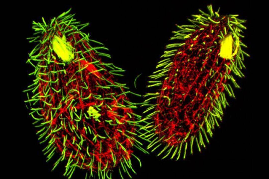Kaip dauginasi 7 lytis turintis organizmas „Tetrahymena thermophila“?