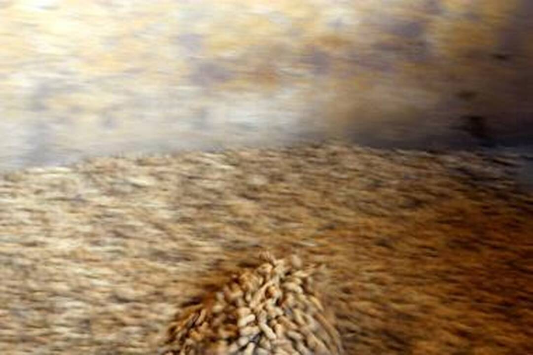 Sulaikyti riešutai su nuodais