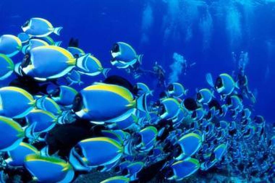 Kaip vandenyno gyvūnus paveiks Fukušimos jėgainių radiacija?