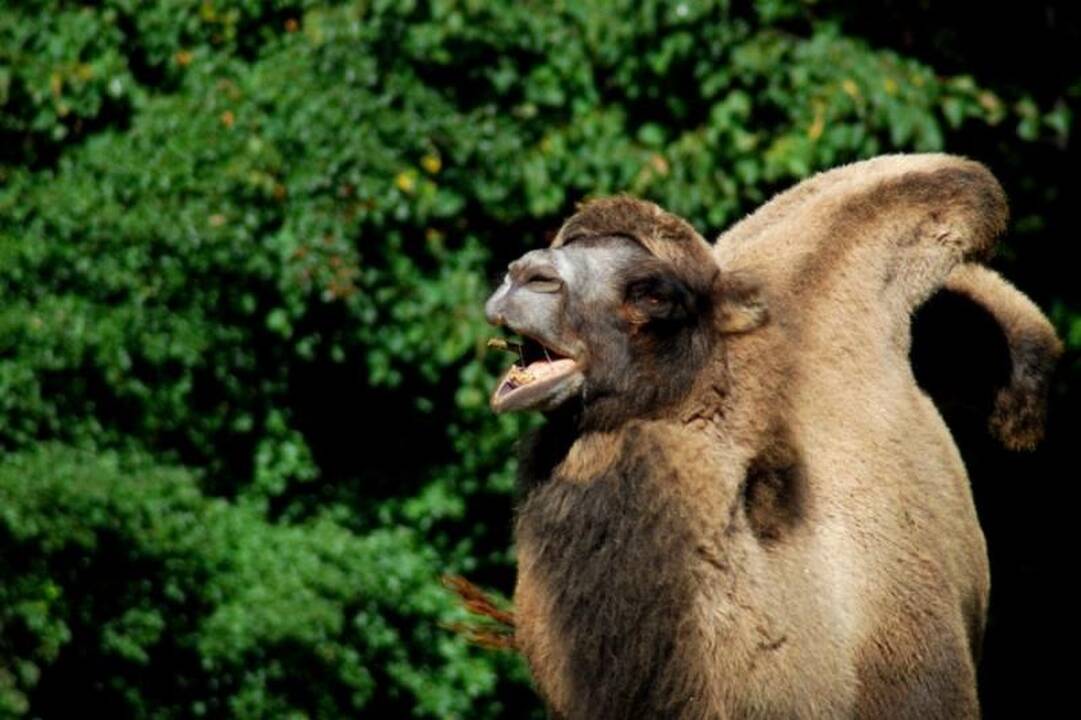 Mirtis Kauno zoologijos sode: gimdydama kupranugarė užduso