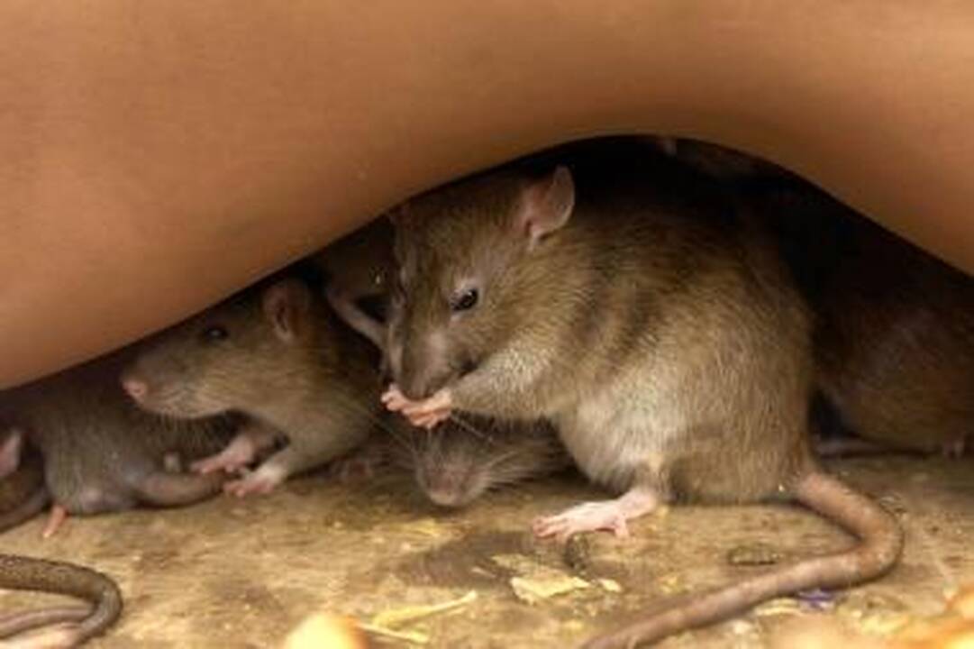 Kaune šiemet sugauta daugiau graužikų nei planuota