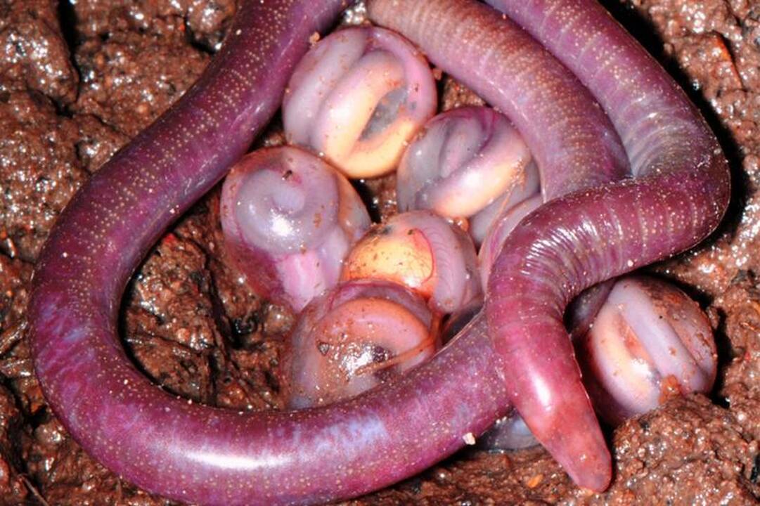 Aptiktos siaubingai atrodančios amfibijos
