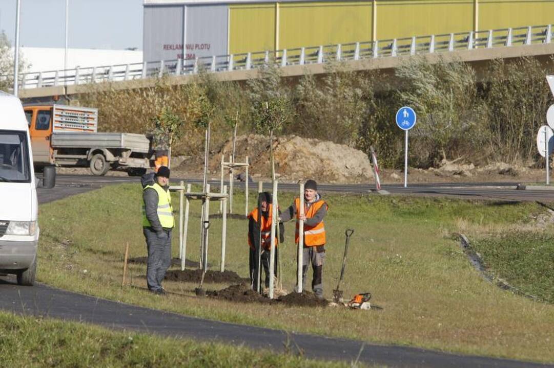 Klaipėdos Jakų žiedo pašonėje išdygo medeliai