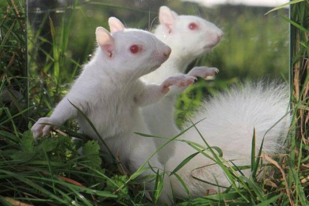 Evoliucijos mitai: evoliucija kuria idealius sutvėrimus