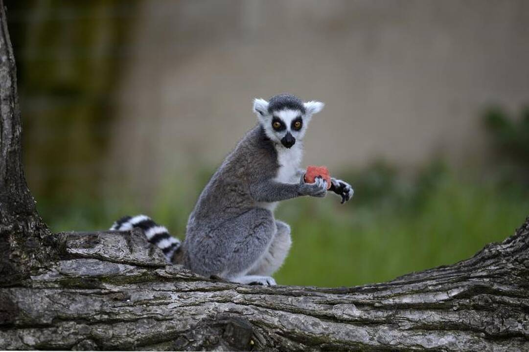 Madagaskaro lemūrai - ant išnykimo ribos