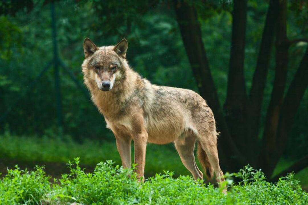 Vilkų išsigelbėjimu tapo saugomos teritorijos