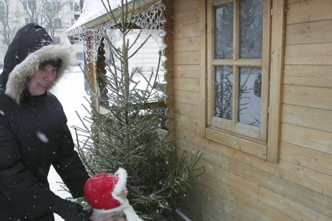 Prakartėlėje Rotušės aikštėje apsigyveno avytės