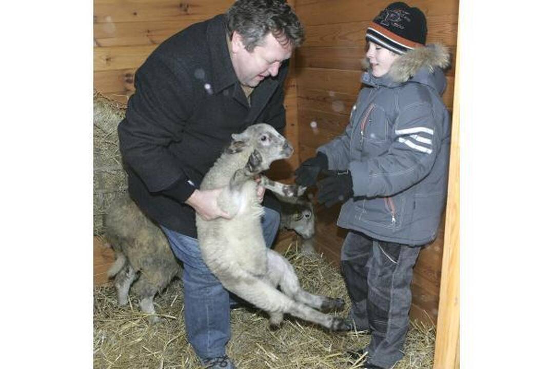 Prakartėlėje Rotušės aikštėje apsigyveno avytės