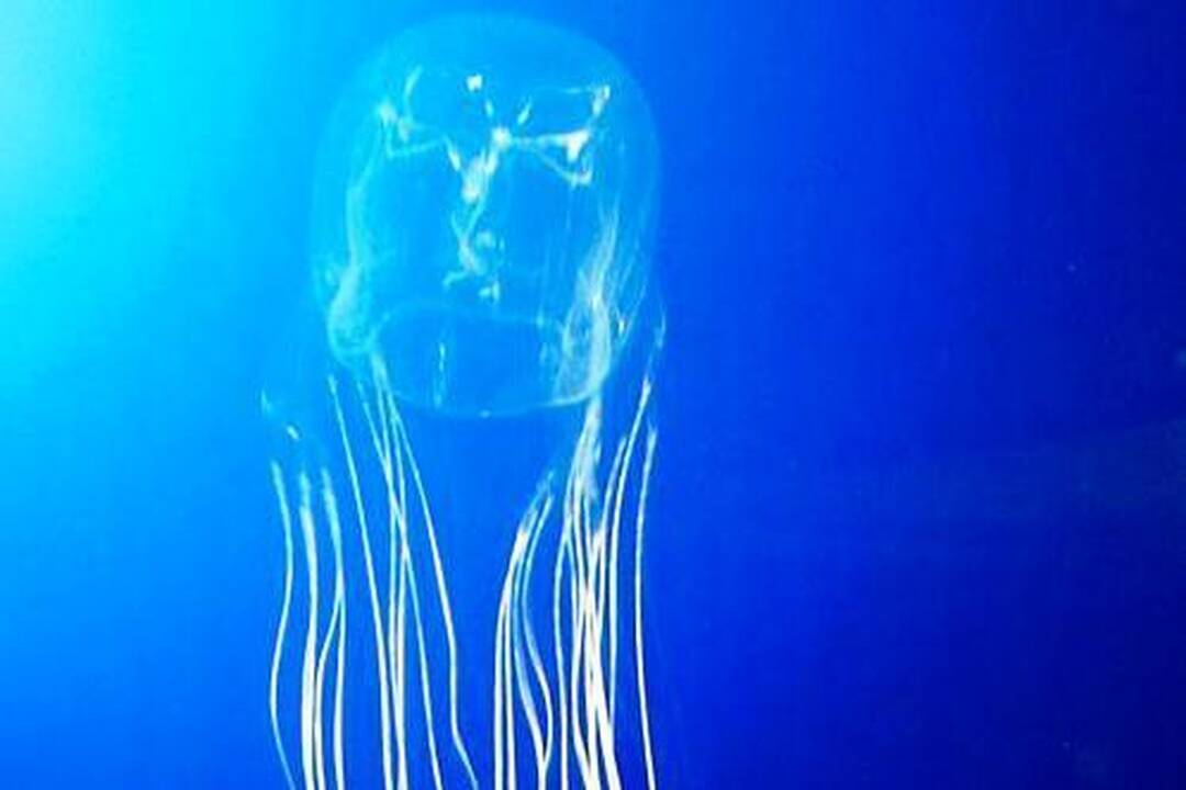 10 skaudžiausių gyvūnų įkandimų pasaulyje