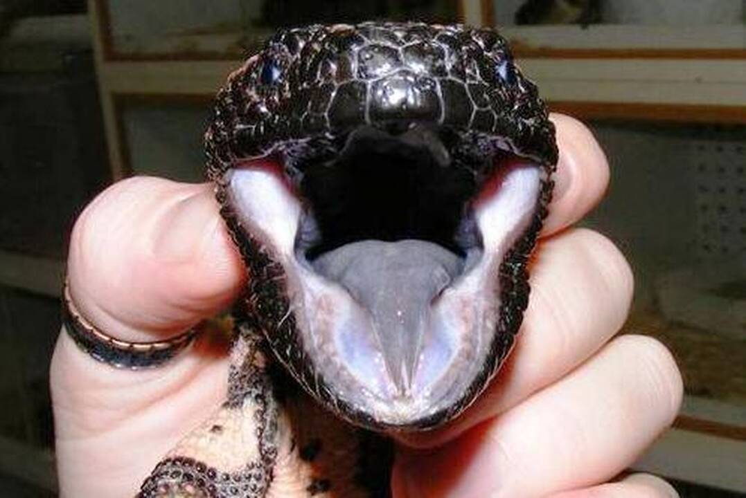10 skaudžiausių gyvūnų įkandimų pasaulyje