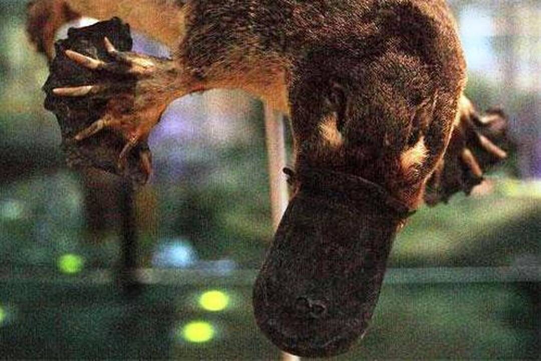 10 skaudžiausių gyvūnų įkandimų pasaulyje