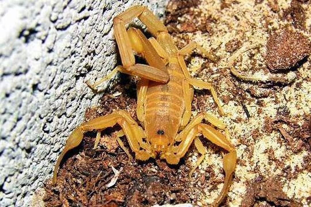 10 skaudžiausių gyvūnų įkandimų pasaulyje