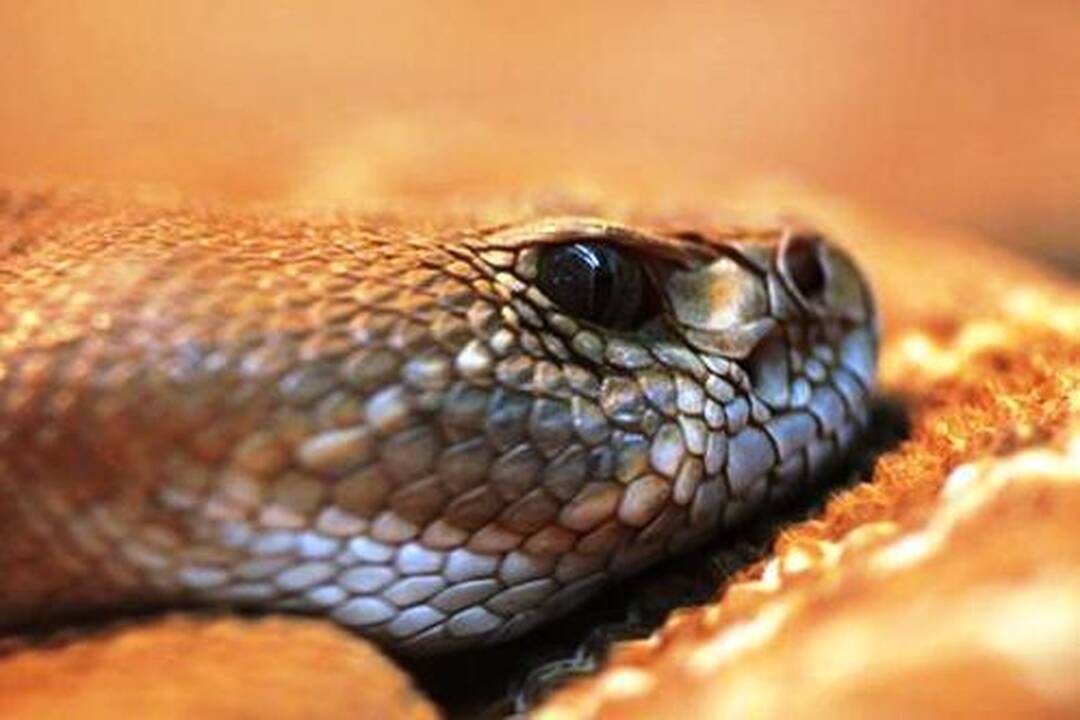 10 skaudžiausių gyvūnų įkandimų pasaulyje