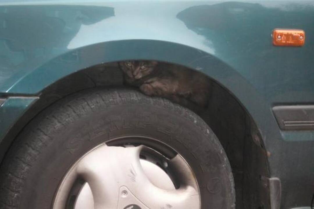 Katinai šilumos ieško po ratais