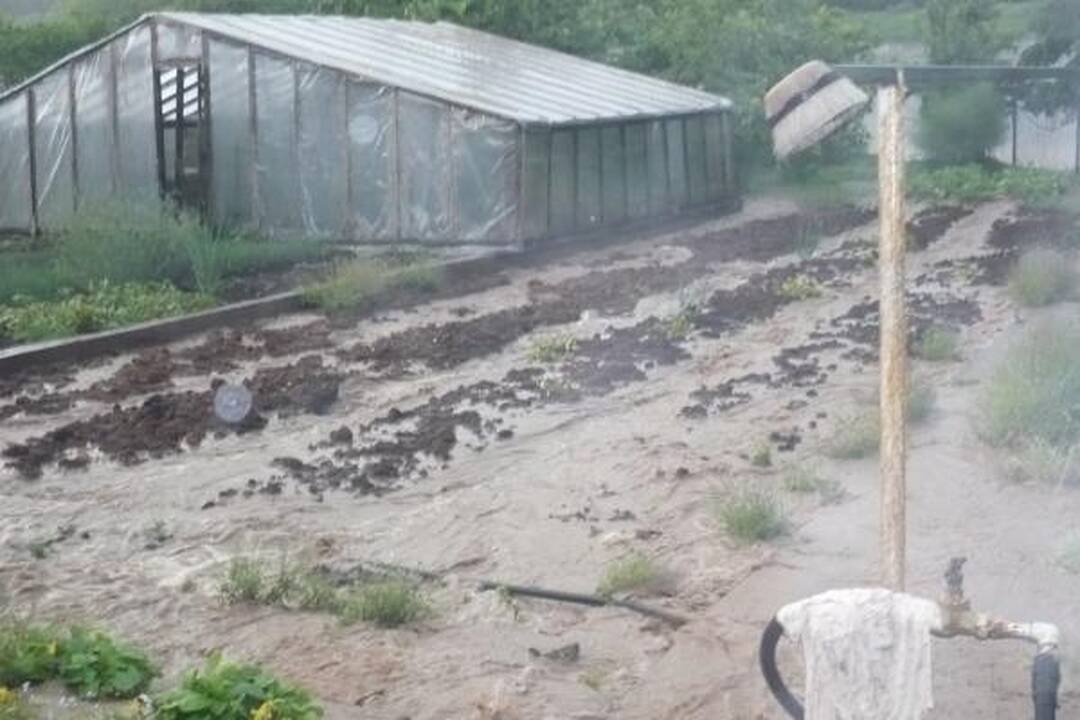 Smarki liūtis Kaune skandino miestą (papildyta)
