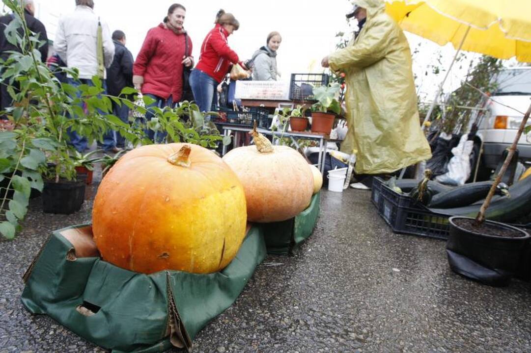 Į Palangos turgaus šventę savaitgalį viliojo atrakcijos