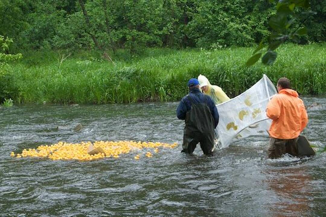 Ančiukų mažiau, bet greitesni