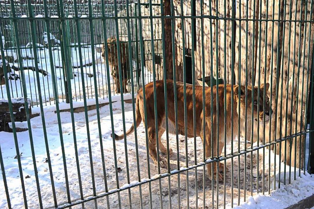 Mianmaras: dėl neramumų 10 tūkst. gyventojų pasitraukė į Tailandą