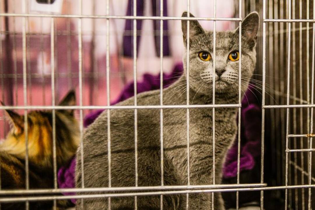 Kačių parodoje Kaune triumfavo ilgauodegis Meino meškėnas
