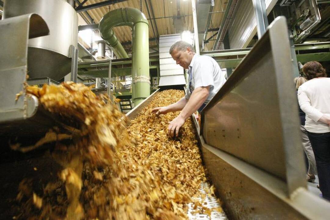 Tarp cigarečių gamintojų rūkalių – mažuma