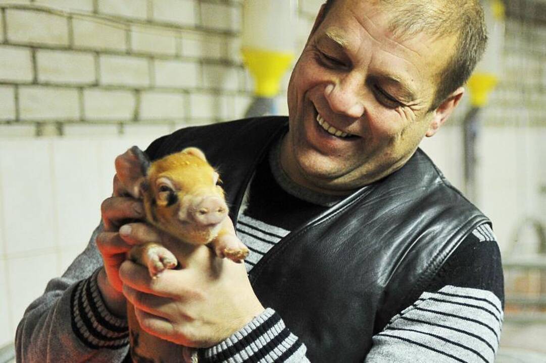 Kasdienis darbas ūkininkui geriau nei maljorkos ar karibai
