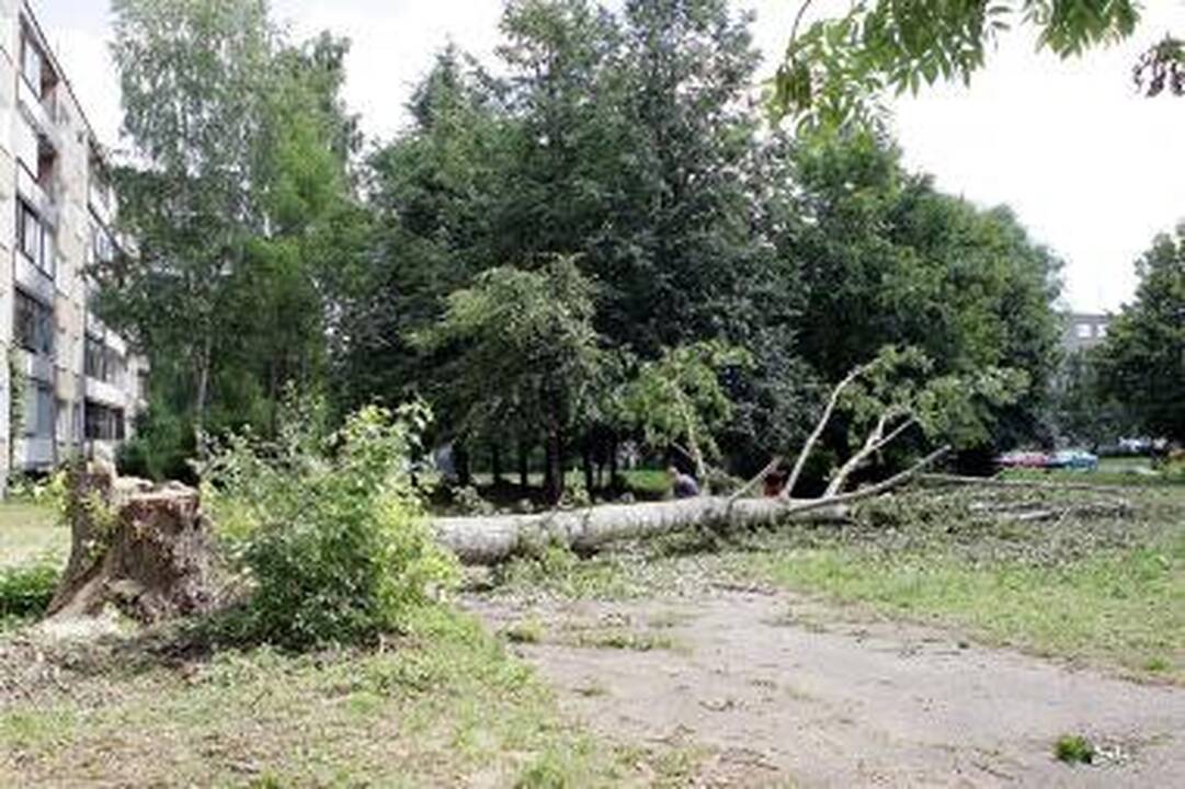 Stiprus vėjas pajūryje vartė medžius