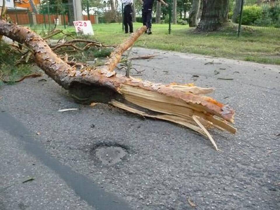 Lampėdžiuose nupjauta nulūžusi pušies šaka