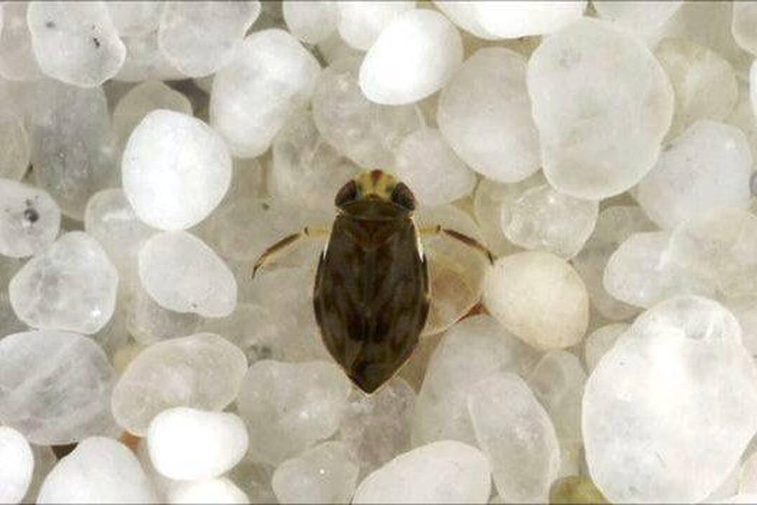 Ką reiškia mistiškasis vabalo skarabėjo šokis ant mėšlo rutuliuko?