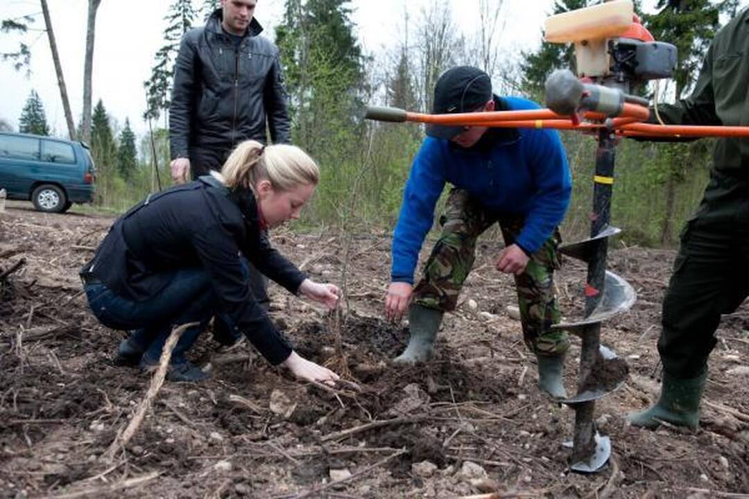 Tūkstantmečio ąžuolyne pasodinta dar 5 tūkst. ąžuolų