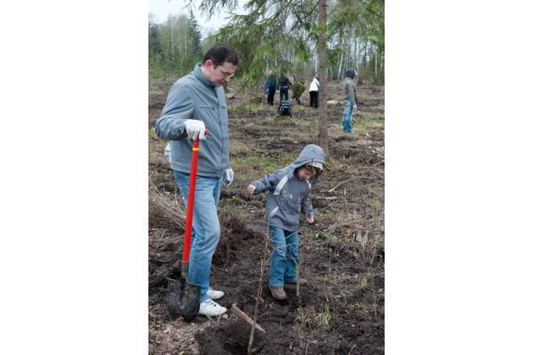 Tūkstantmečio ąžuolyne pasodinta dar 5 tūkst. ąžuolų