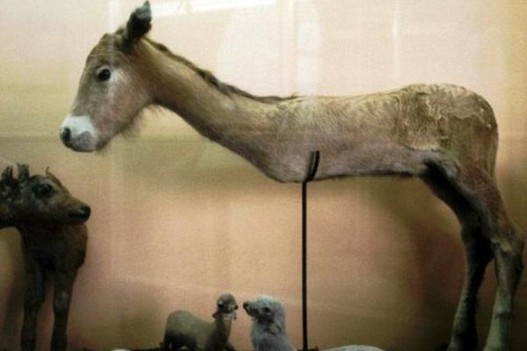 Išdarkytos gyvūnų iškamšos