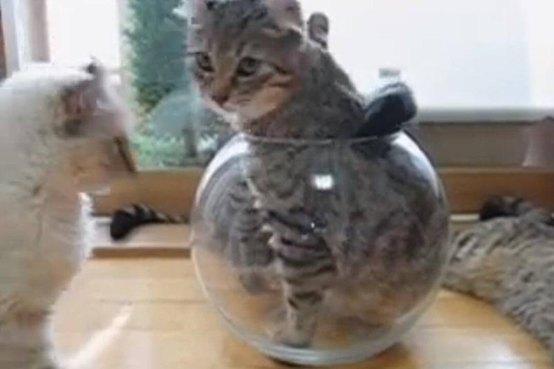 Susipažinkite su nauja veisle - akvariuminiu katinu