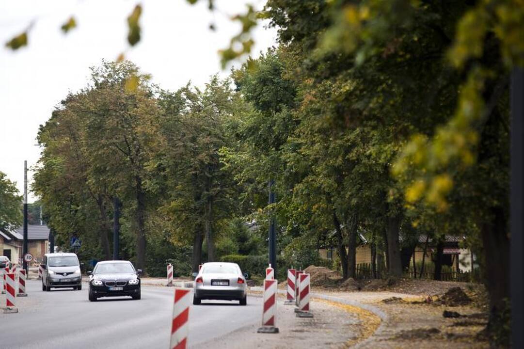 Pjūklo gali sulaukti trečdalis A.Juozapavičiaus prospekto medžių