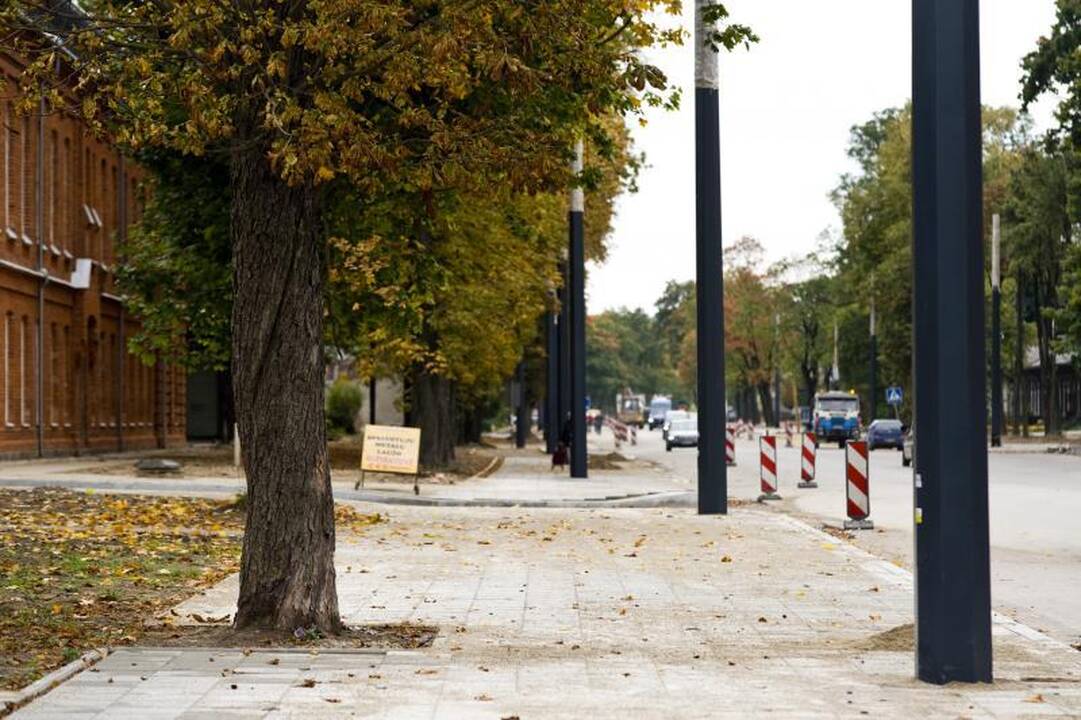 Pjūklo gali sulaukti trečdalis A.Juozapavičiaus prospekto medžių