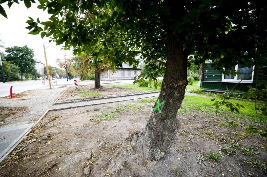 Pjūklo gali sulaukti trečdalis A.Juozapavičiaus prospekto medžių