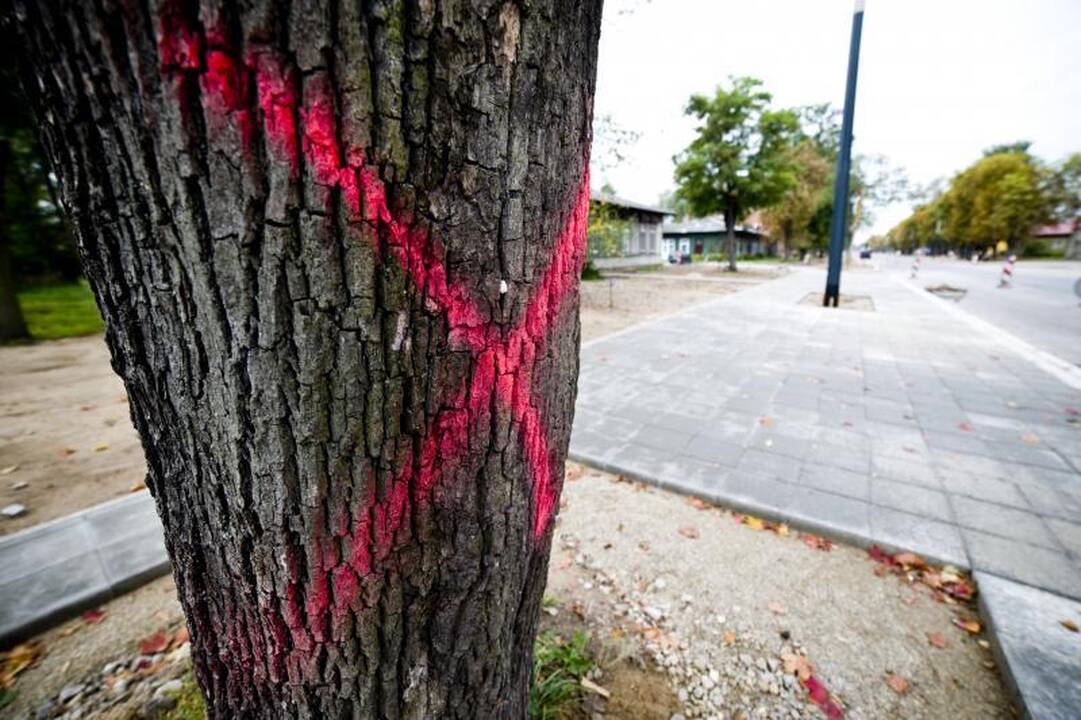 Pjūklo gali sulaukti trečdalis A.Juozapavičiaus prospekto medžių
