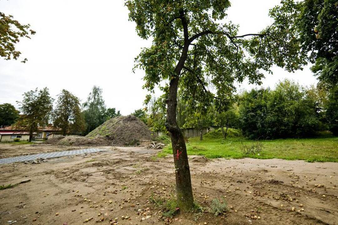 Pjūklo gali sulaukti trečdalis A.Juozapavičiaus prospekto medžių