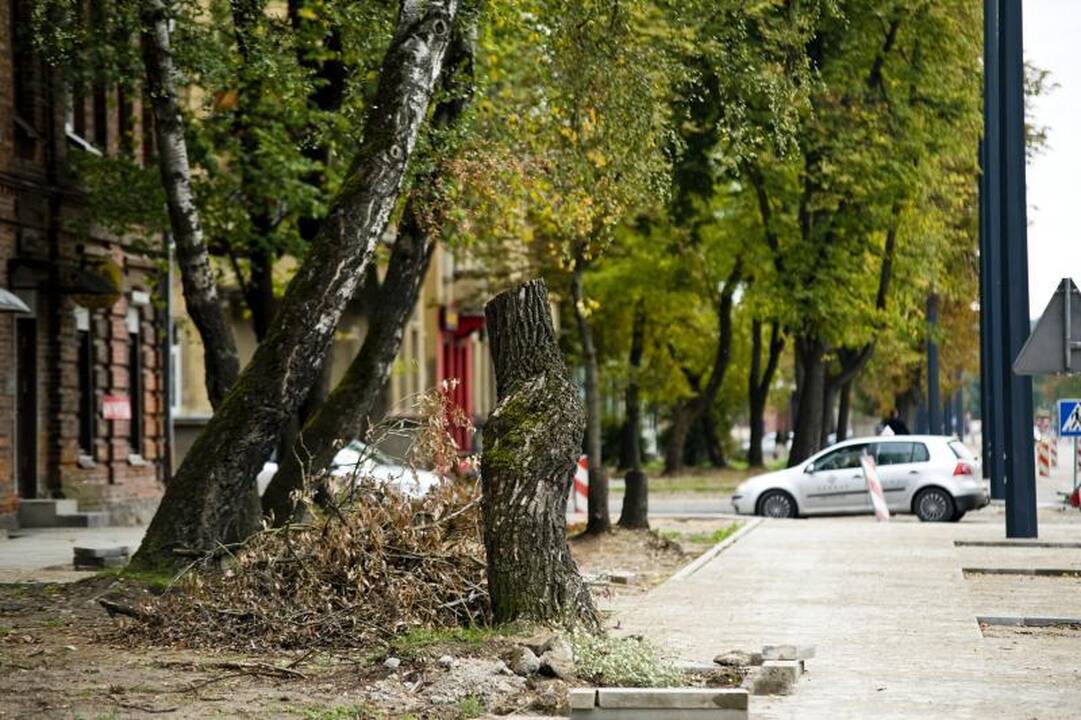 Pjūklo gali sulaukti trečdalis A.Juozapavičiaus prospekto medžių