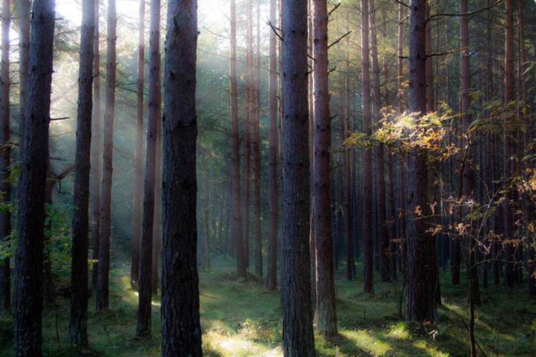 Kelionė smėliu: Pajūrio regioninis parkas
