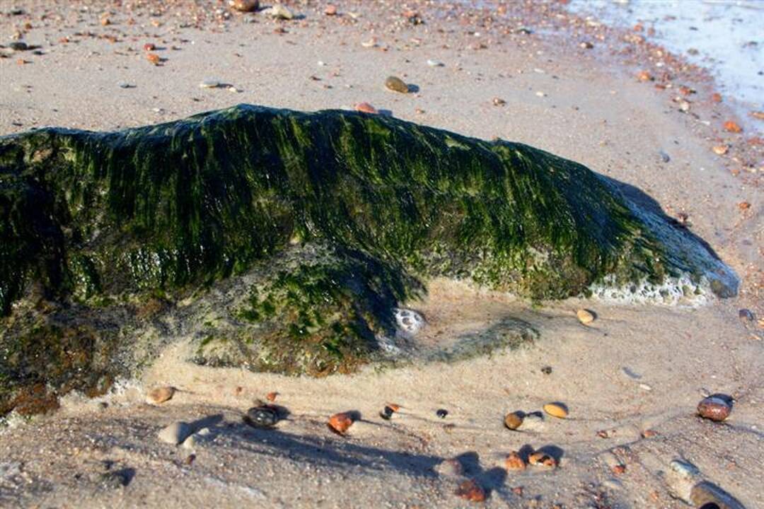 Kelionė smėliu: Pajūrio regioninis parkas