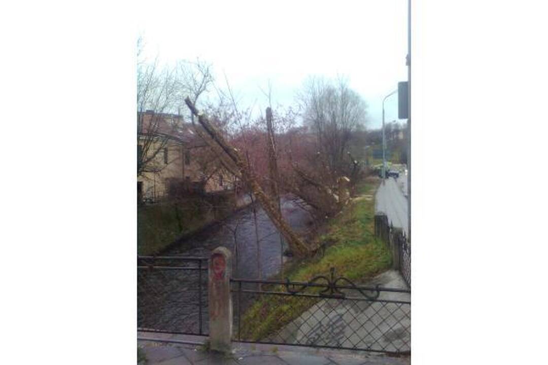 Šalia Vilnelės neliks uosialapių klevų