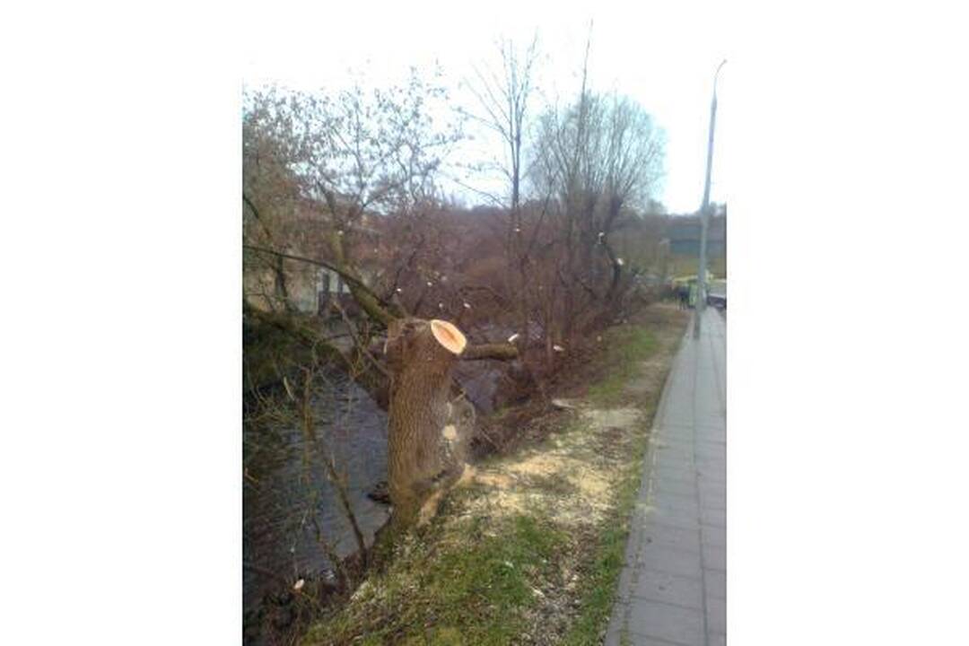 Šalia Vilnelės neliks uosialapių klevų