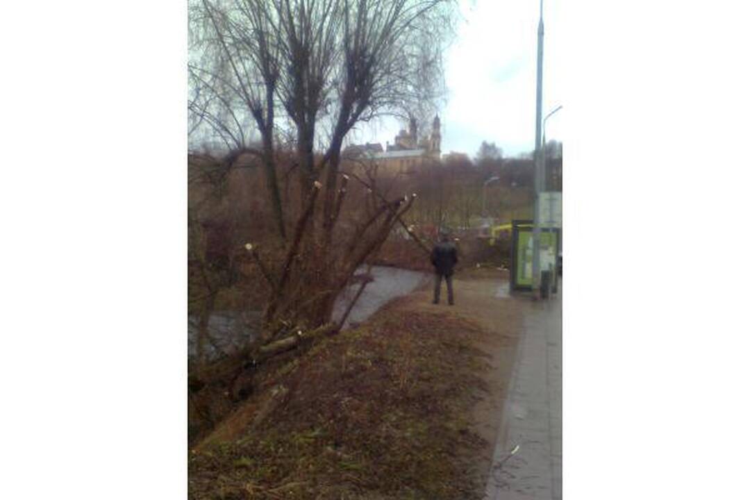 Šalia Vilnelės neliks uosialapių klevų