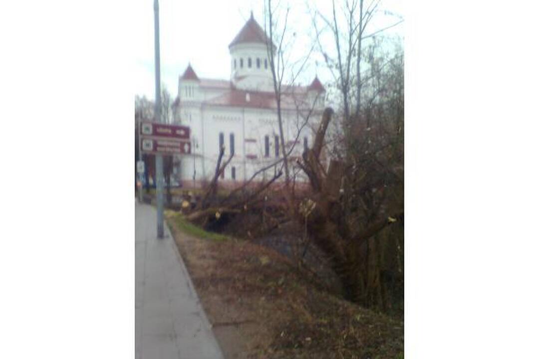 Šalia Vilnelės neliks uosialapių klevų