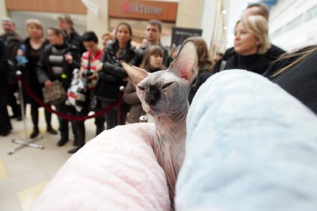 Tarptautinėje kačių parodoje triumfavo sfinksai