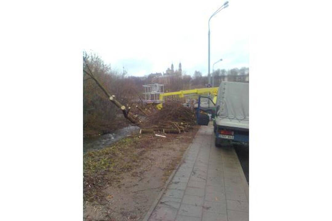 Šalia Vilnelės neliks uosialapių klevų