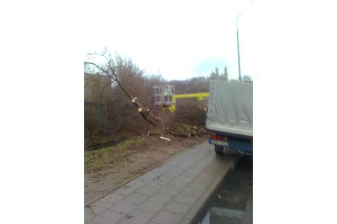 Šalia Vilnelės neliks uosialapių klevų
