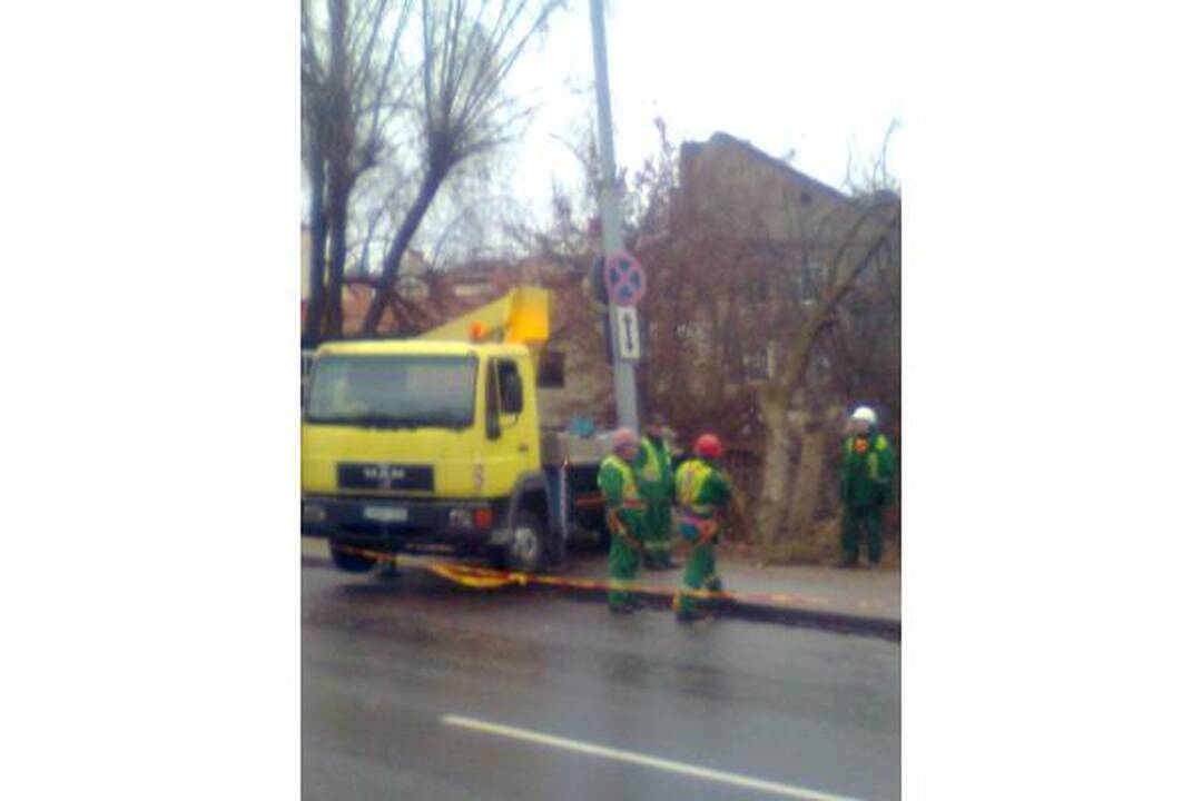 Šalia Vilnelės neliks uosialapių klevų