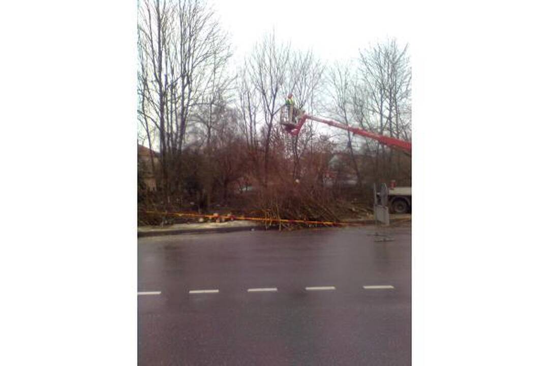 Šalia Vilnelės neliks uosialapių klevų
