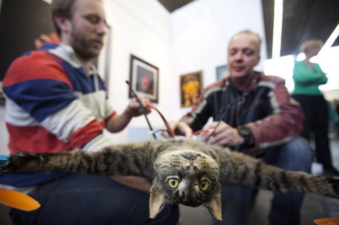 Žuvusį katiną sraigtasparniu pavertęs menininkas sukrėtė pasaulį